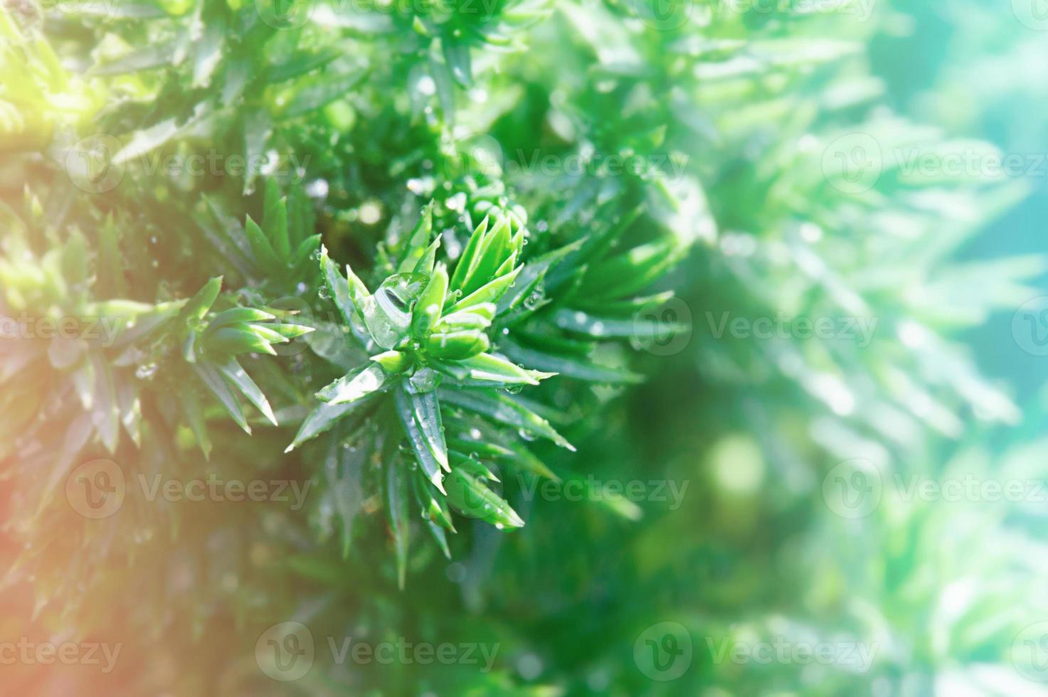 plant with dew as background in early morning. Sunny day concept. photo