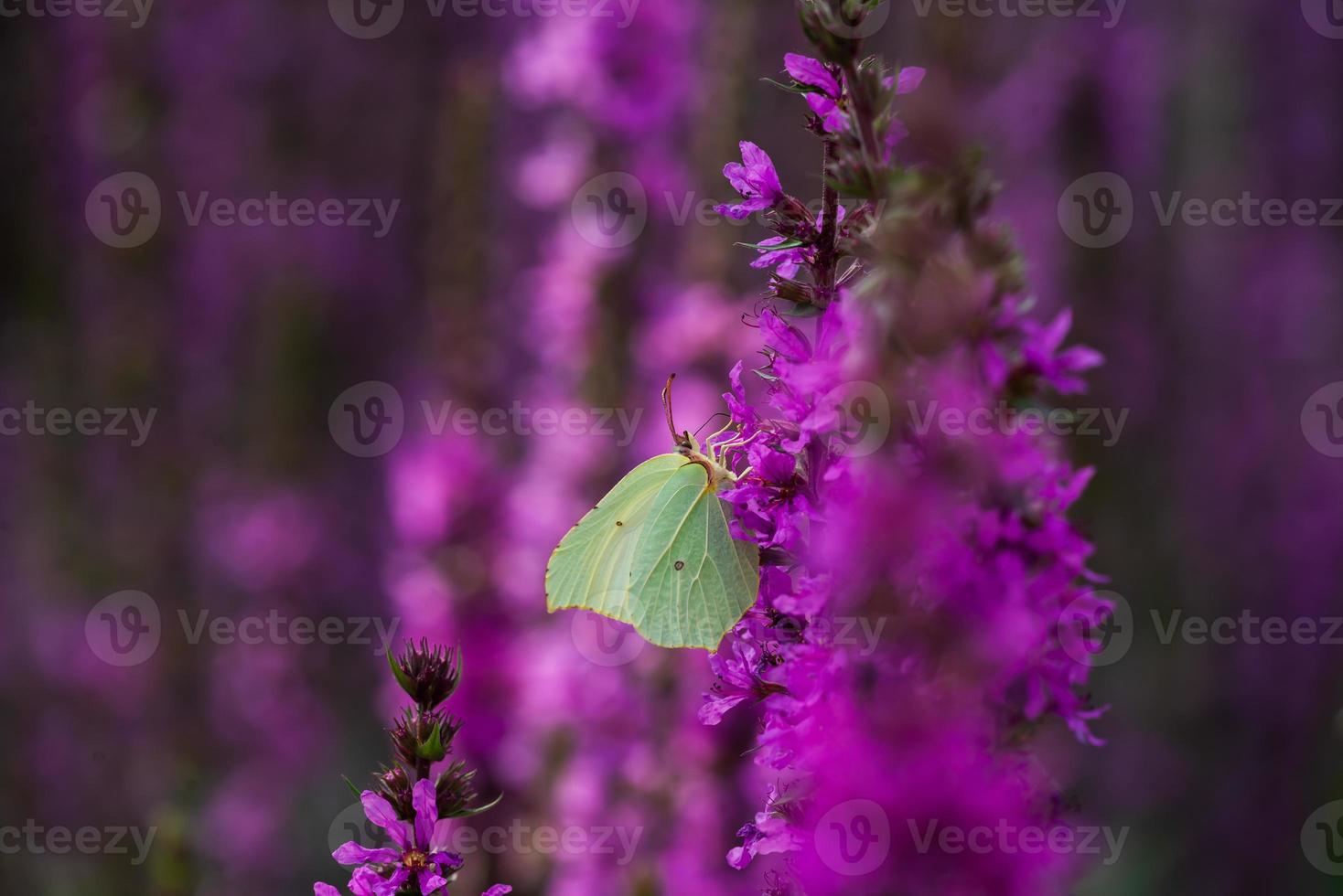 Green lemongrass butterfly sits on a purple flower. photo