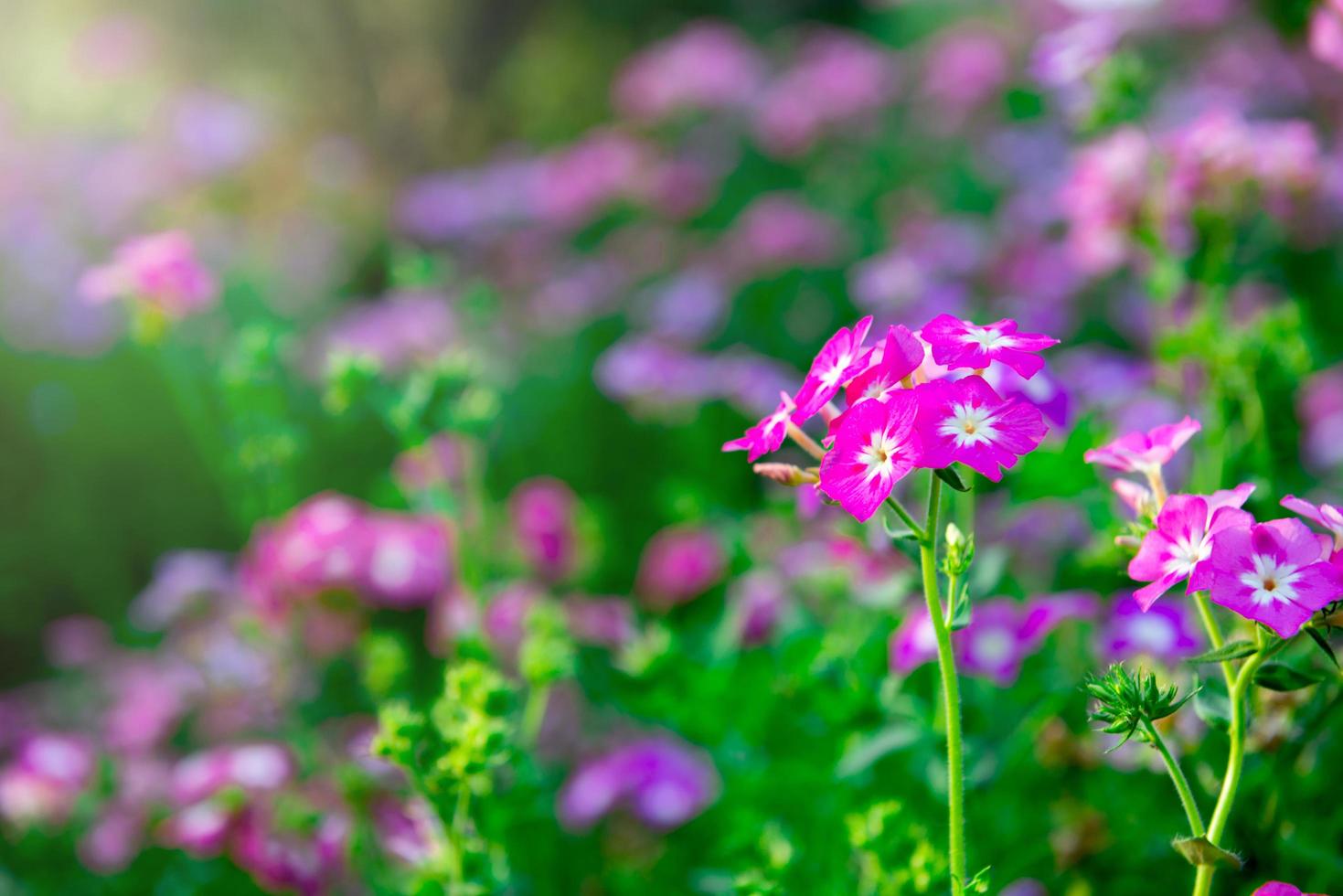 Close up pink geranium flowers in garden photo