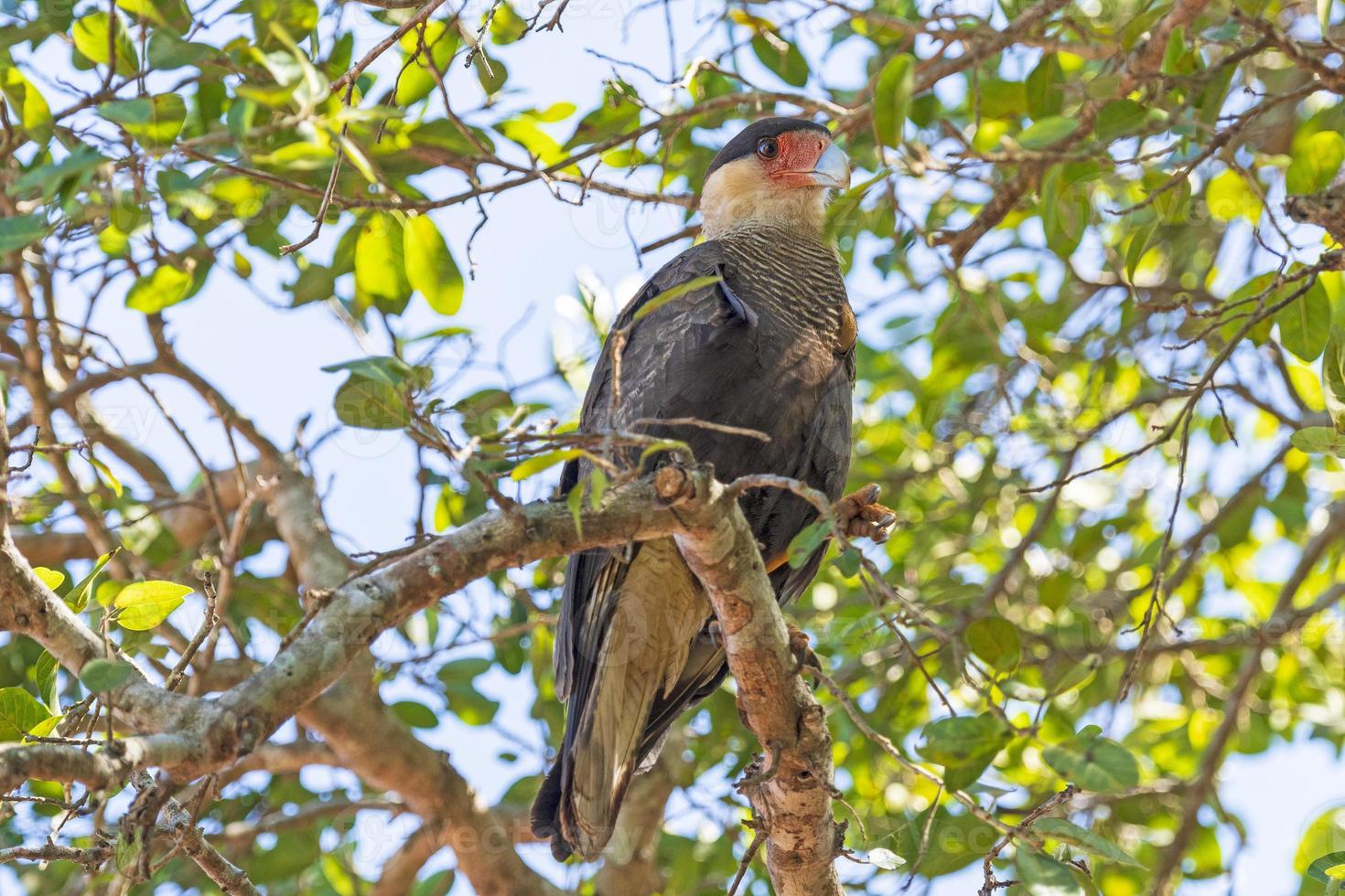 Southern Crested Caracara in a Tree photo