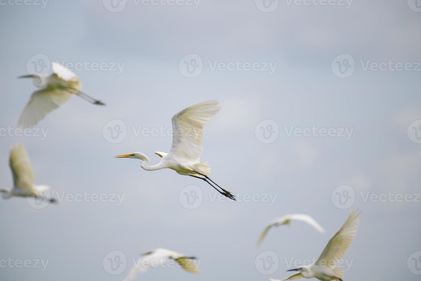 Eastern Great Egret bird flying on blue sky. photo