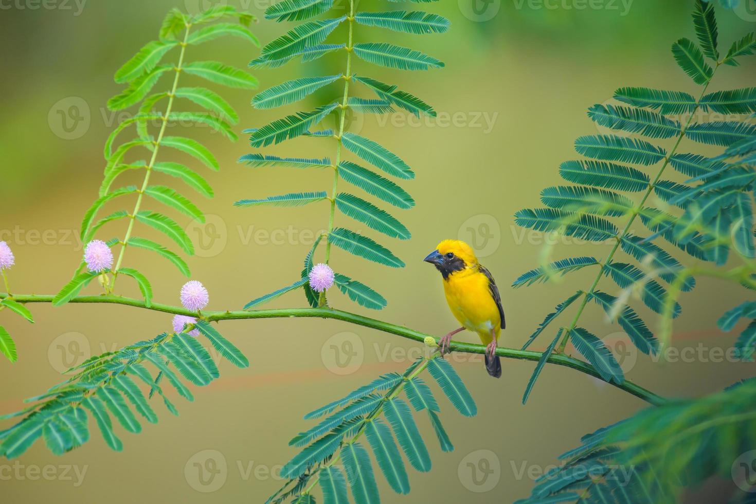 Asian Golden Weaver bird perching on branch. photo