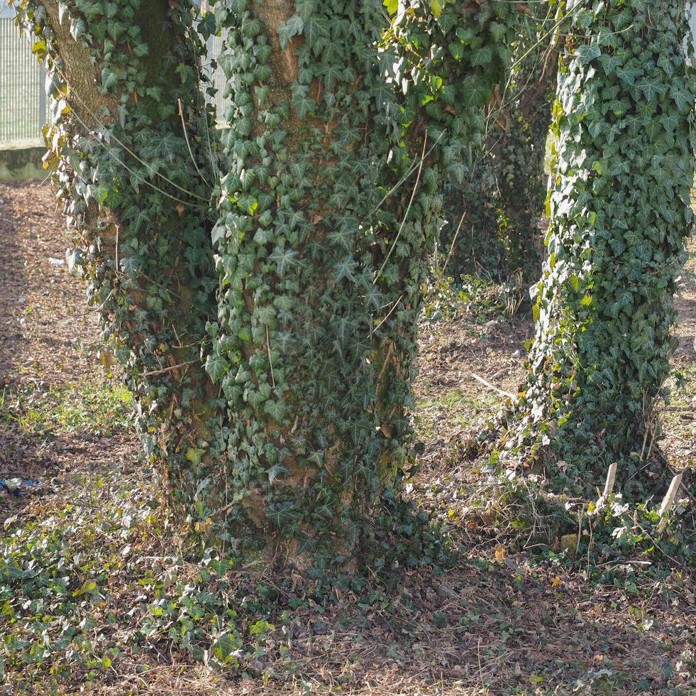 planta de hiedra verde en el árbol foto