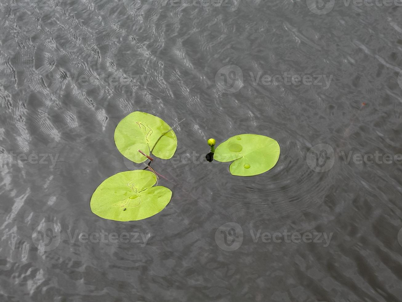 flor de lirio de agua verde foto