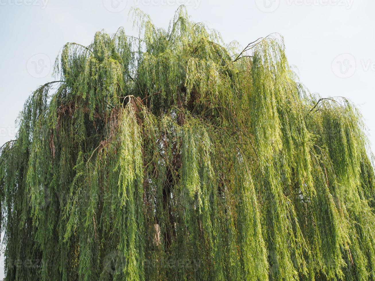 Weeping willow tree photo