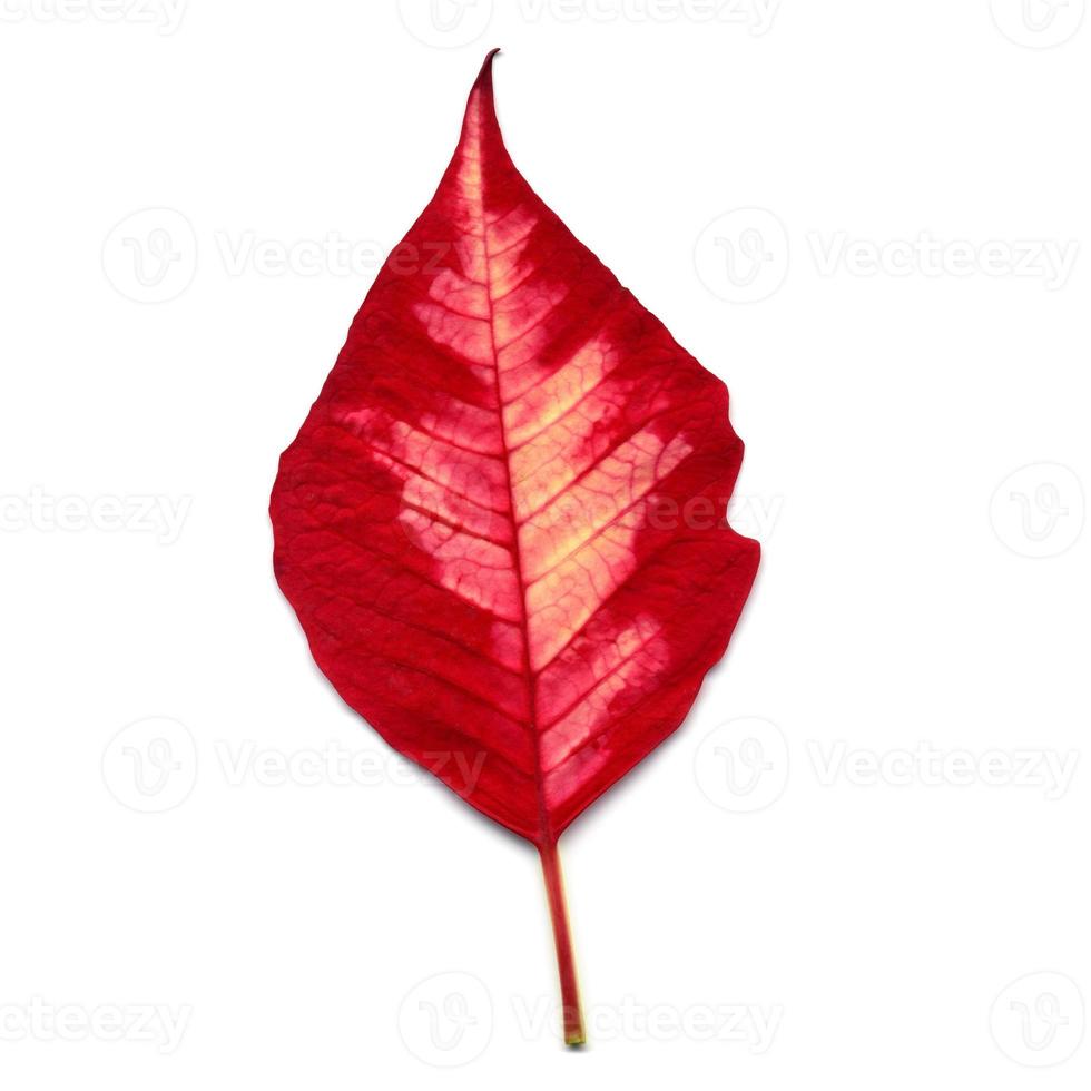 Leaf of Poinsettia Christmas star photo