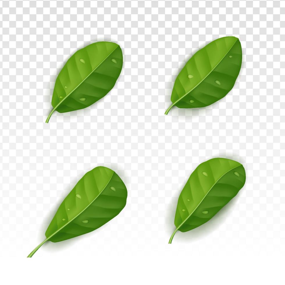 Realistic leafs collection set with white tranparant background vector