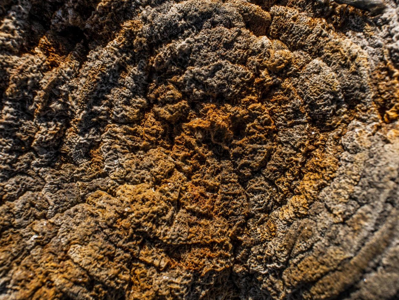 Old dry stump with moss.Wooden texture background photo