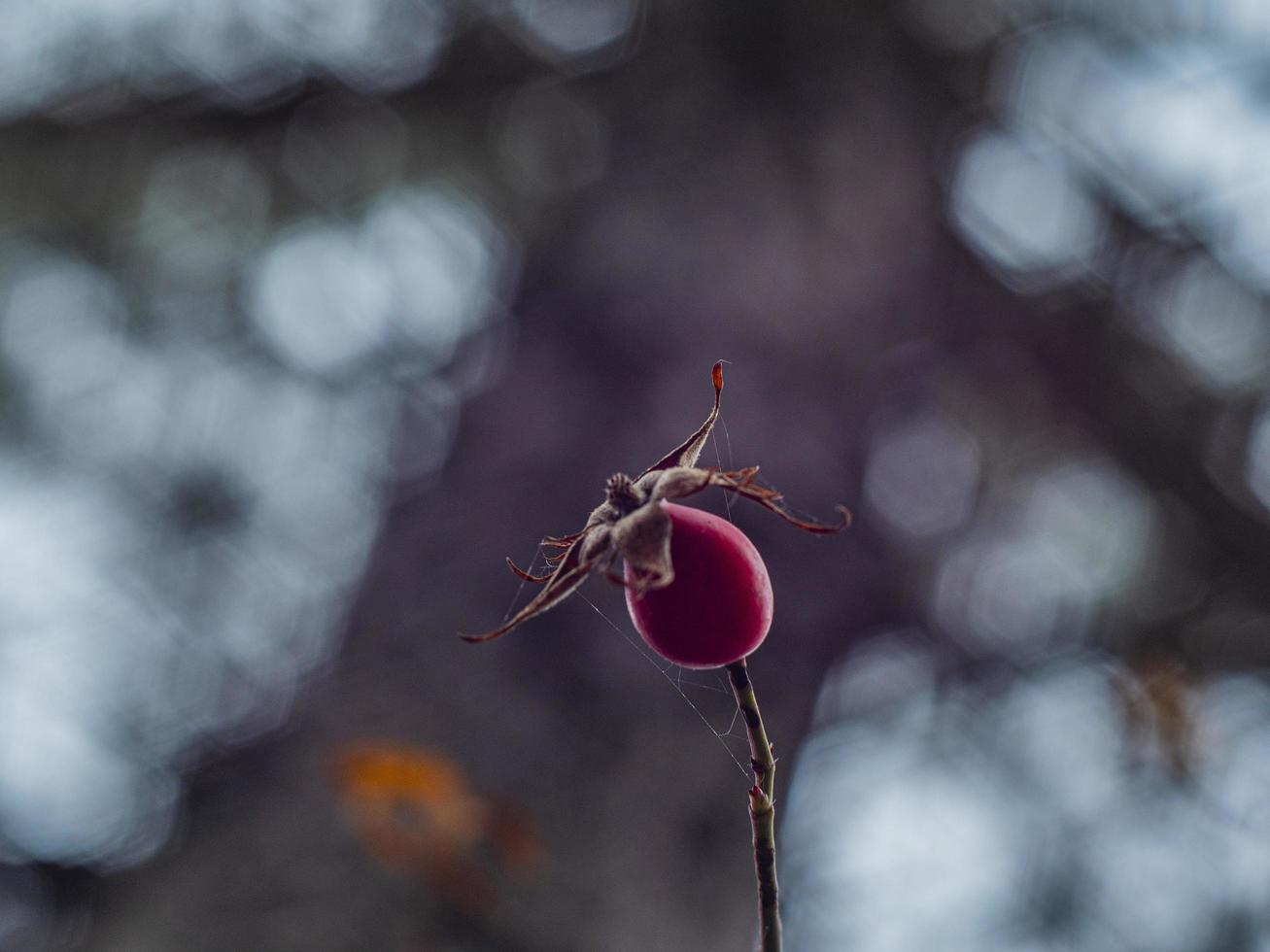 branch with one wild rose on a beautiful blurred background photo