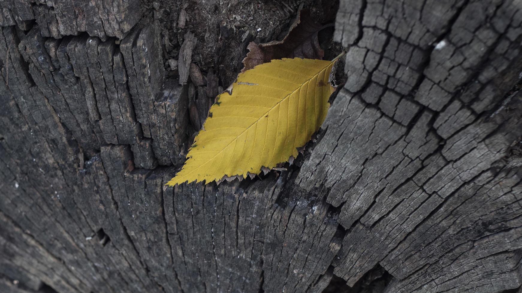 beautiful yellow leaf on a cracked tree stump. photo