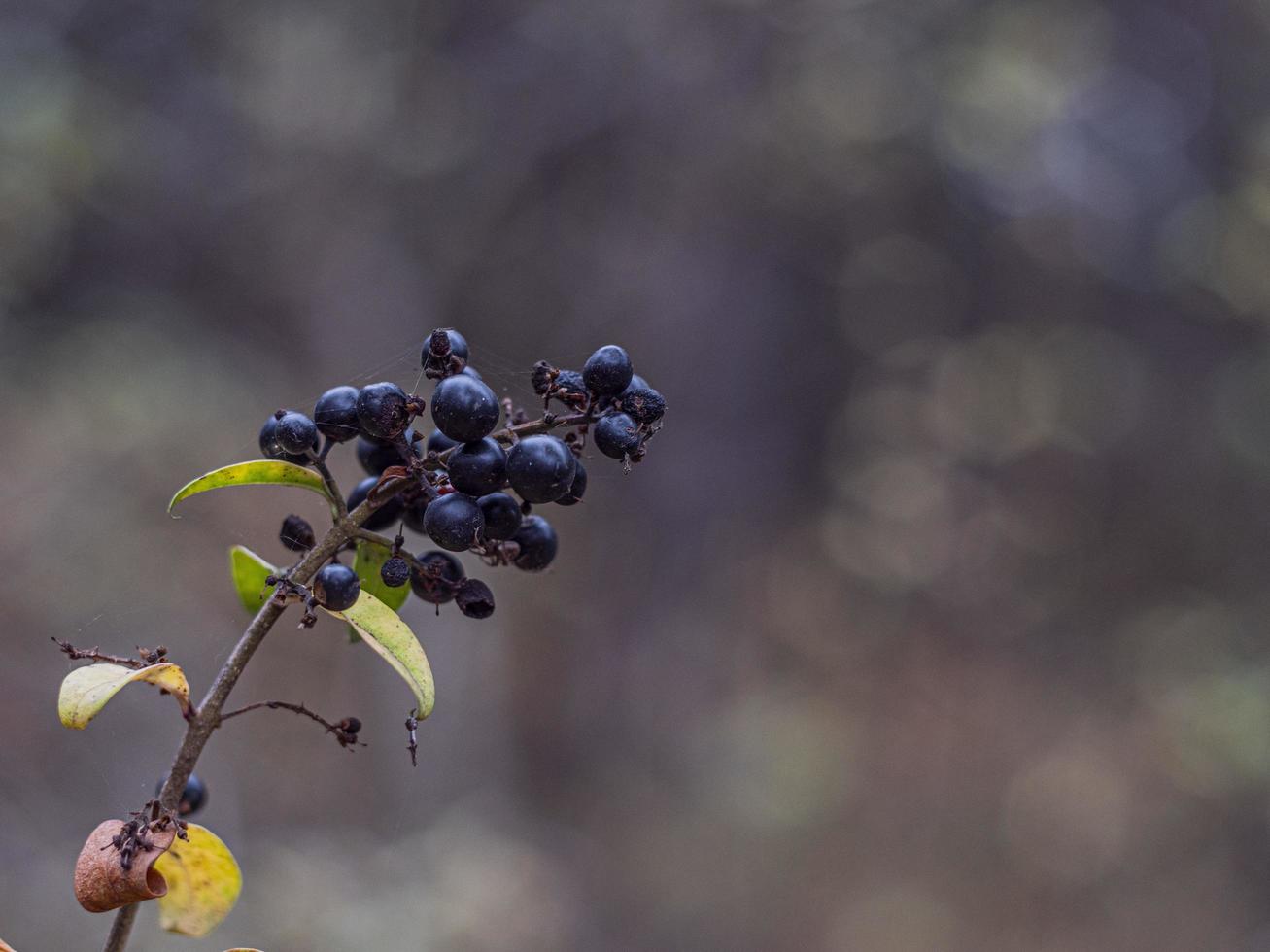 bunch of wild black forest berries on a branch photo