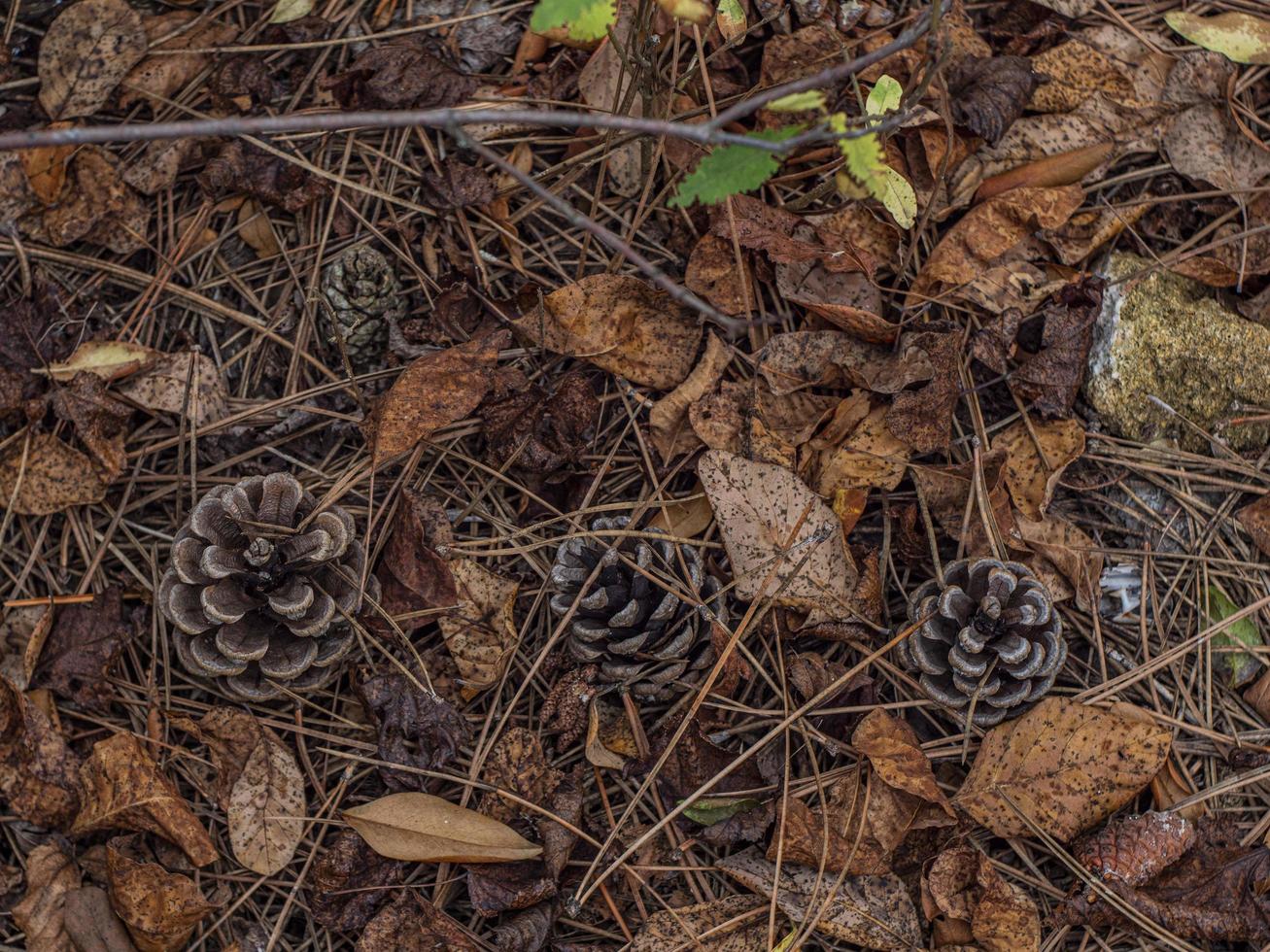 pine cones in autumn foliage on the ground in the forest photo