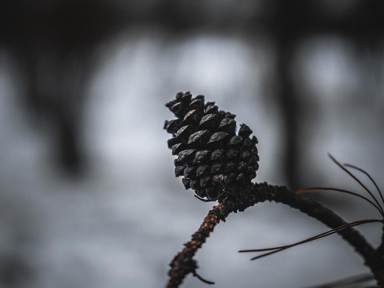 cono de pino en el árbol nevado. cono de pino en una rama foto