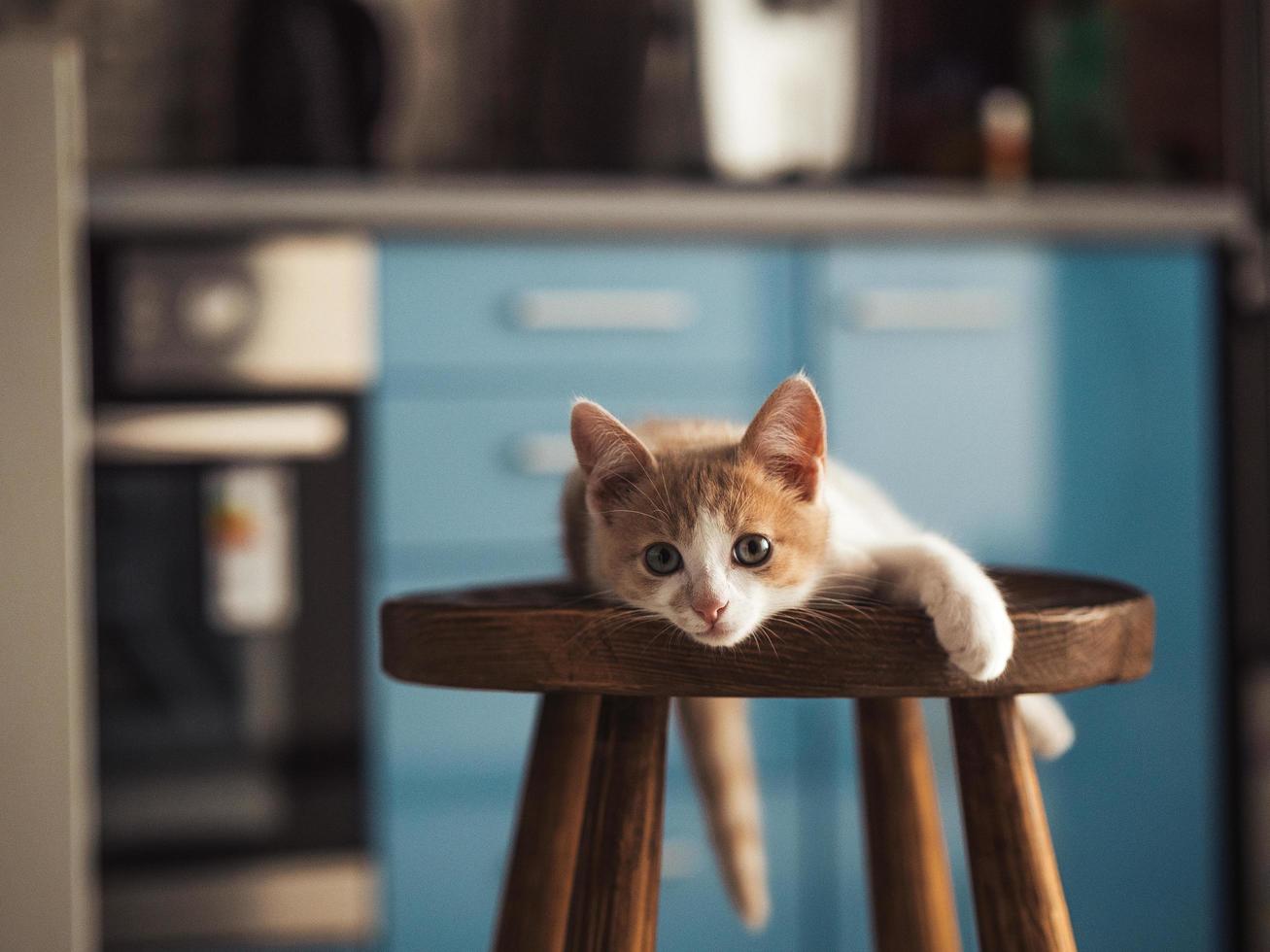 Gatito joven con hermosos ojos azules con color blanco rojo foto