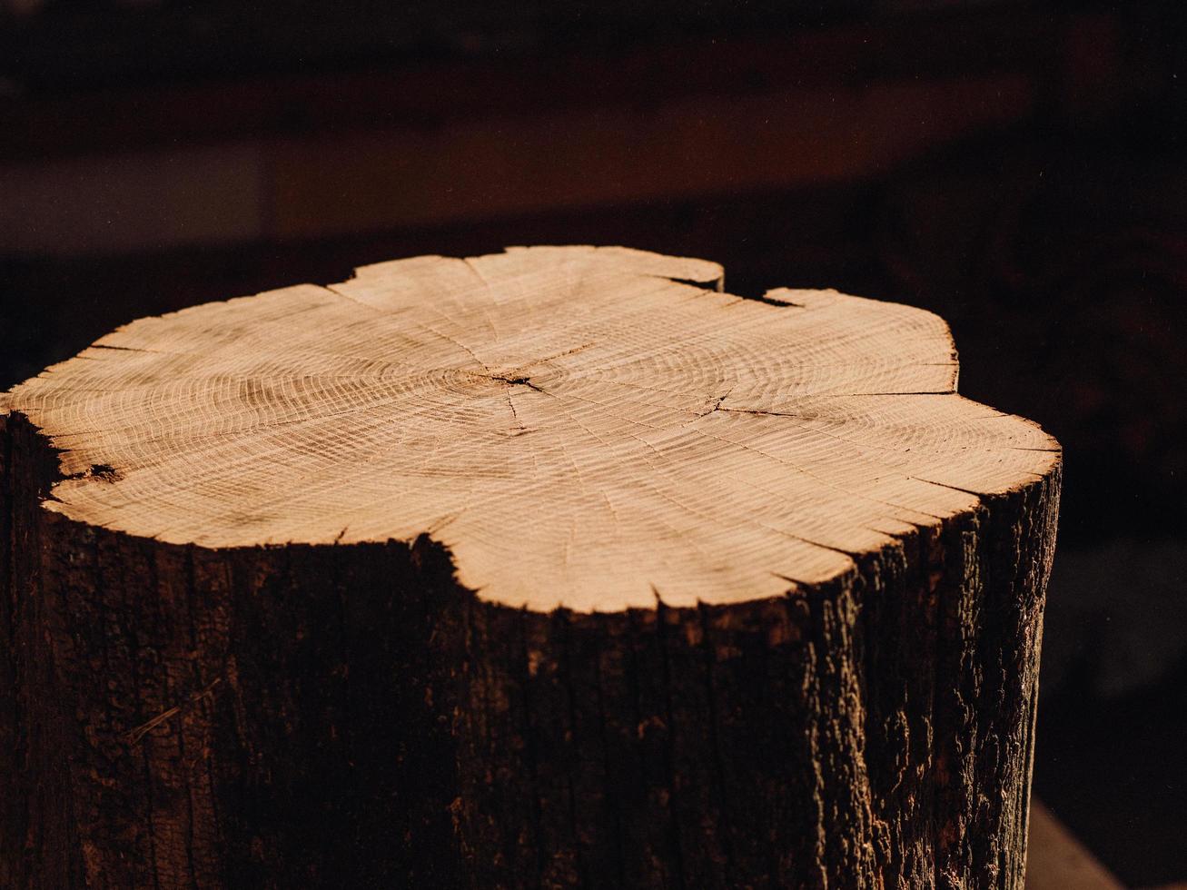 large acacia wood stump in daylight. woodworking concept photo