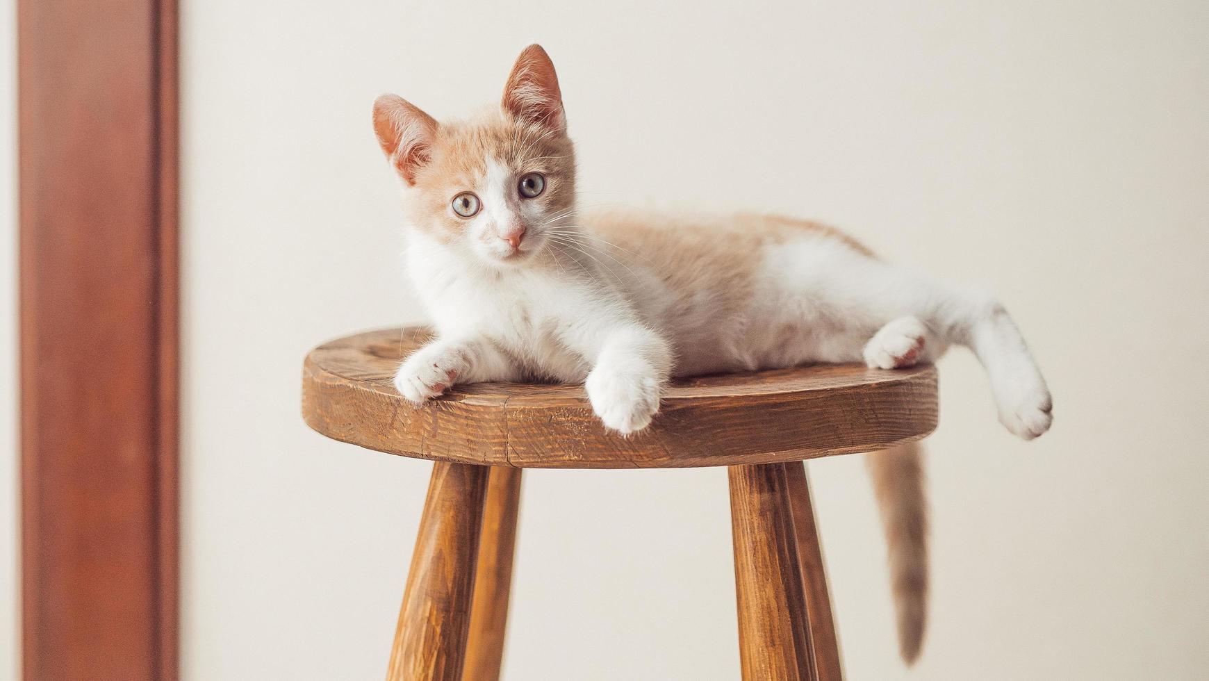 Gatito joven con hermosos ojos azules con color blanco rojo foto