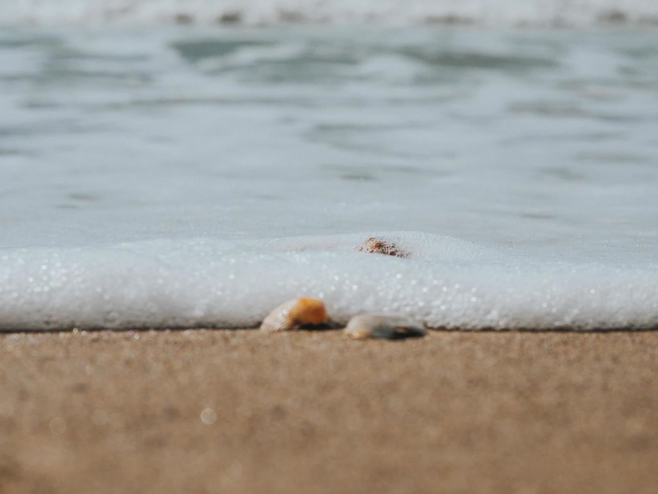 Beautiful Seashells In The Sand On The Sea Coast Or Ocean photo