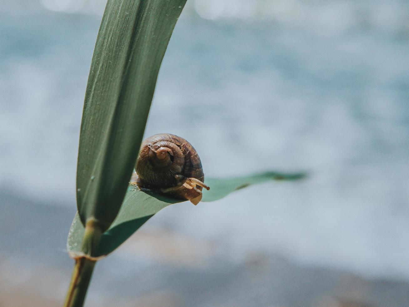 ClSnail On A Green Leaf On A Background Of The Sea. Big Snail Crawling photo