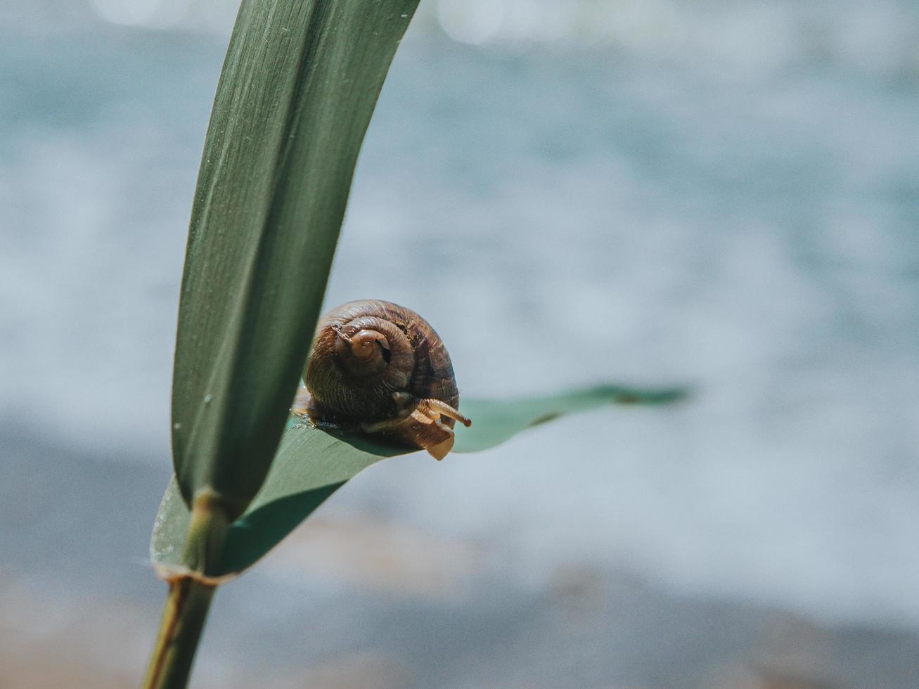 clsnail sobre una hoja verde sobre un fondo del mar. gran caracol arrastrándose foto