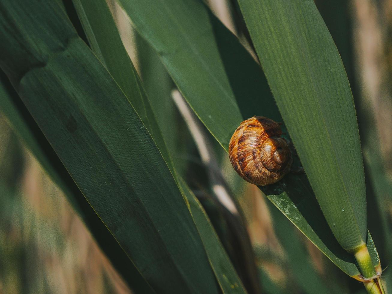 A Big Snail On A Green Leaf. Snail Crawling On Grass photo