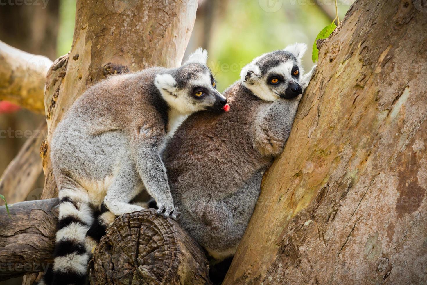 lemur sitting on a tree. photo