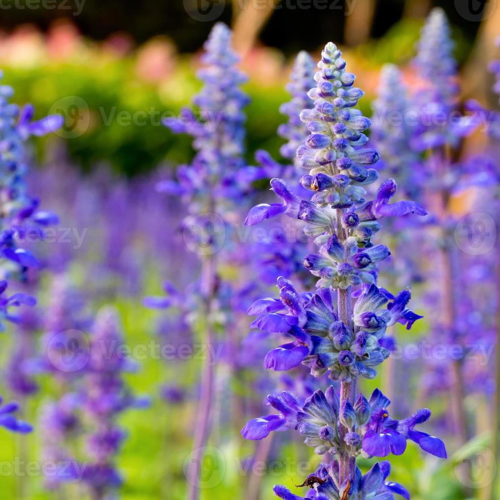 Purple tropical flower in garden photo