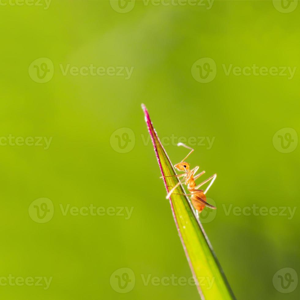 close up of red ant on green leave with green nature background photo