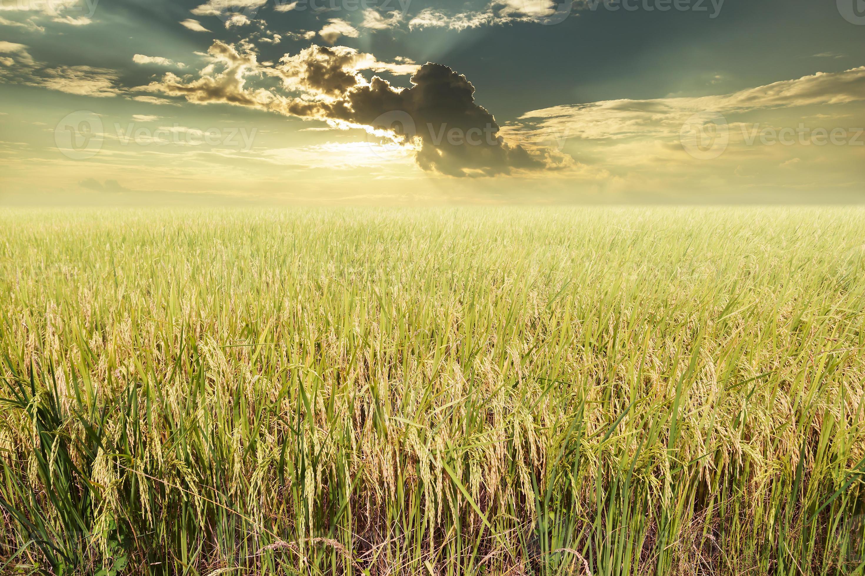 Rice field ready for harvest with clouds and sun rays background