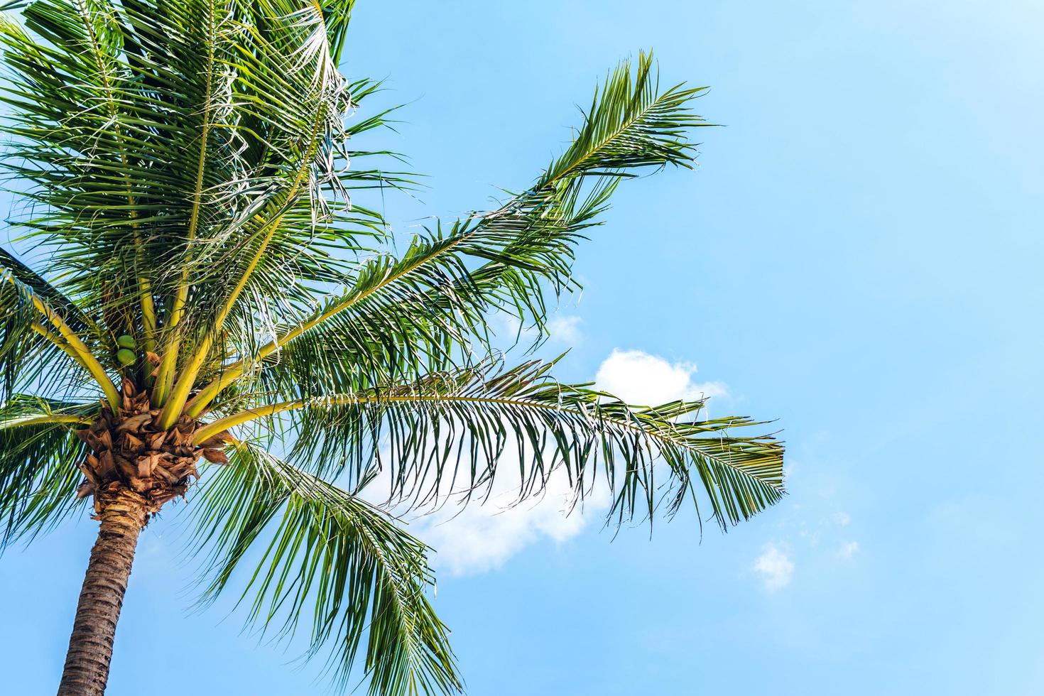 Summer vacation with coconut palm trees photo