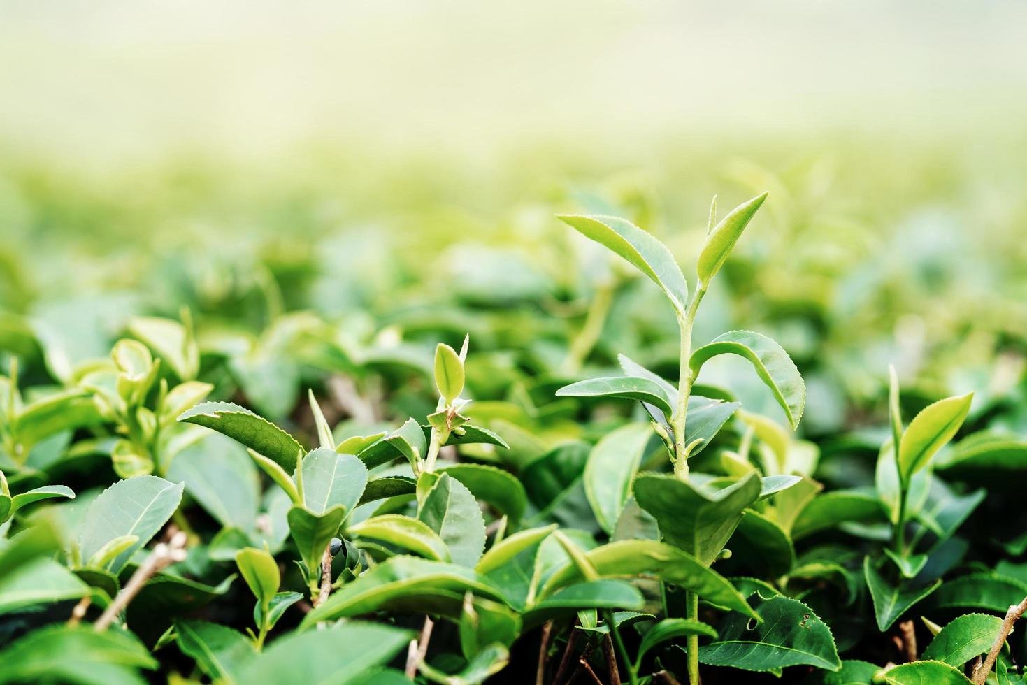 Green tea leaves. nature green background photo