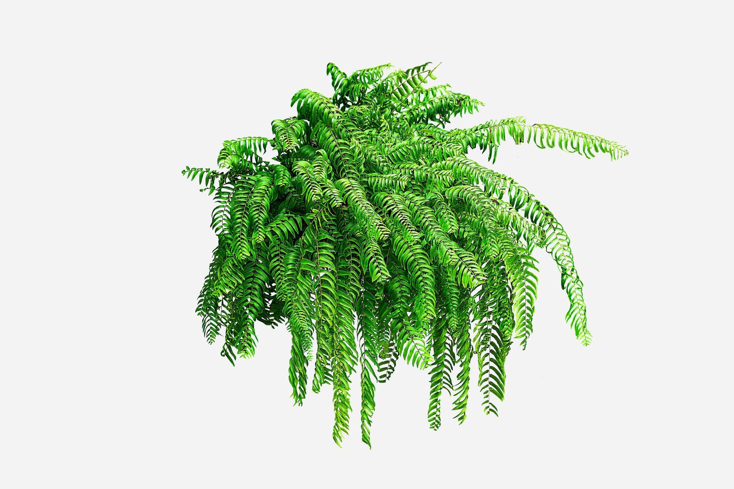 Green leaves of Boston fern isolated on white background. photo