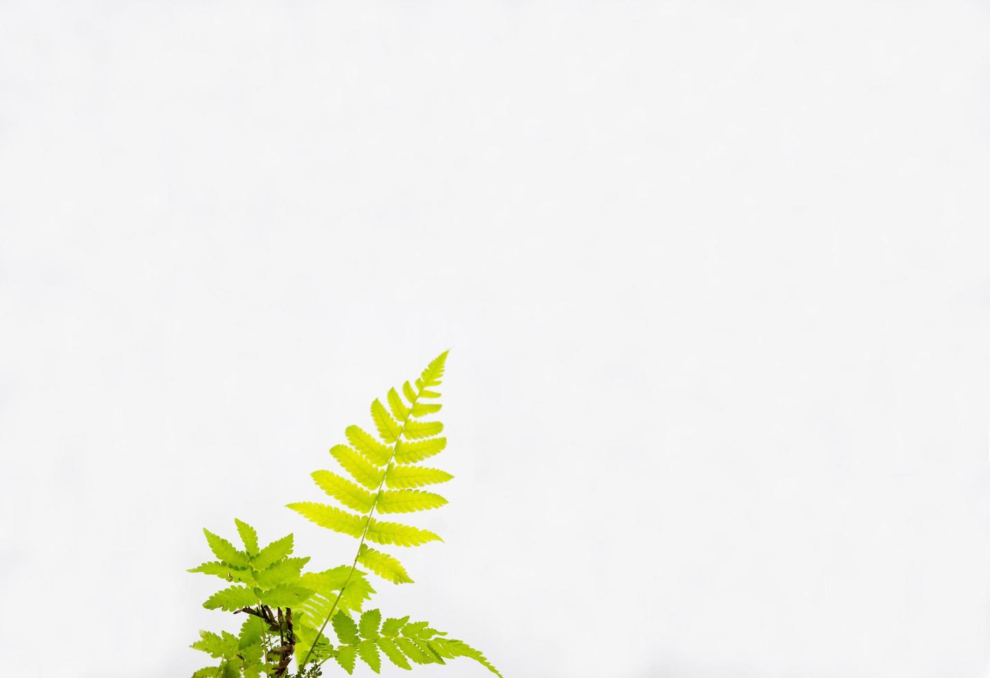 Wild green bush on white isolated background photo