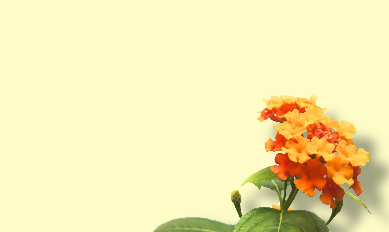 West Indian Lantana flower photo