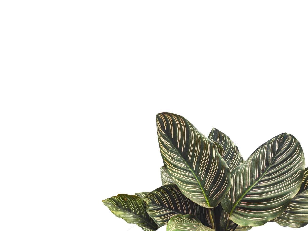 planta ornamental calathea pinstrip foto