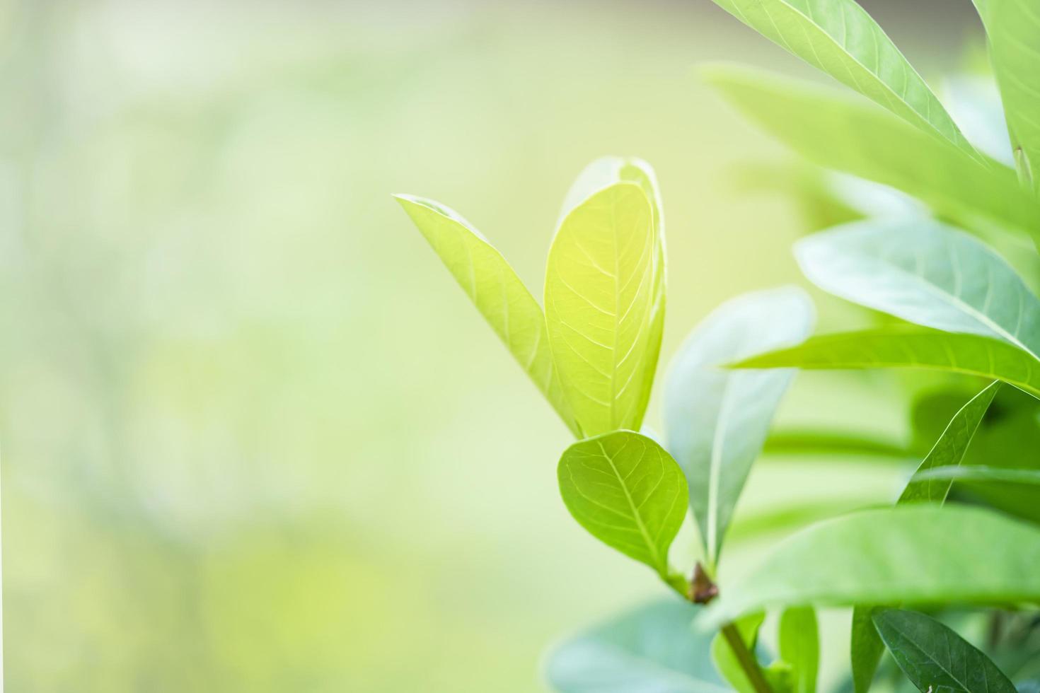 naturaleza, árbol verde, hoja fresca, en, borroso, suave, bokeh foto