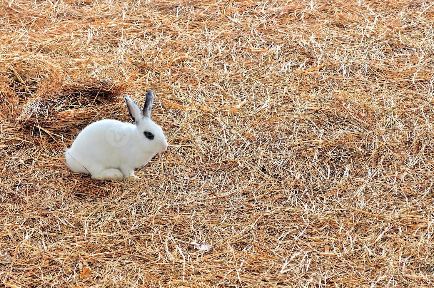 Rabbit is sitting on haystacks or dry grass photo