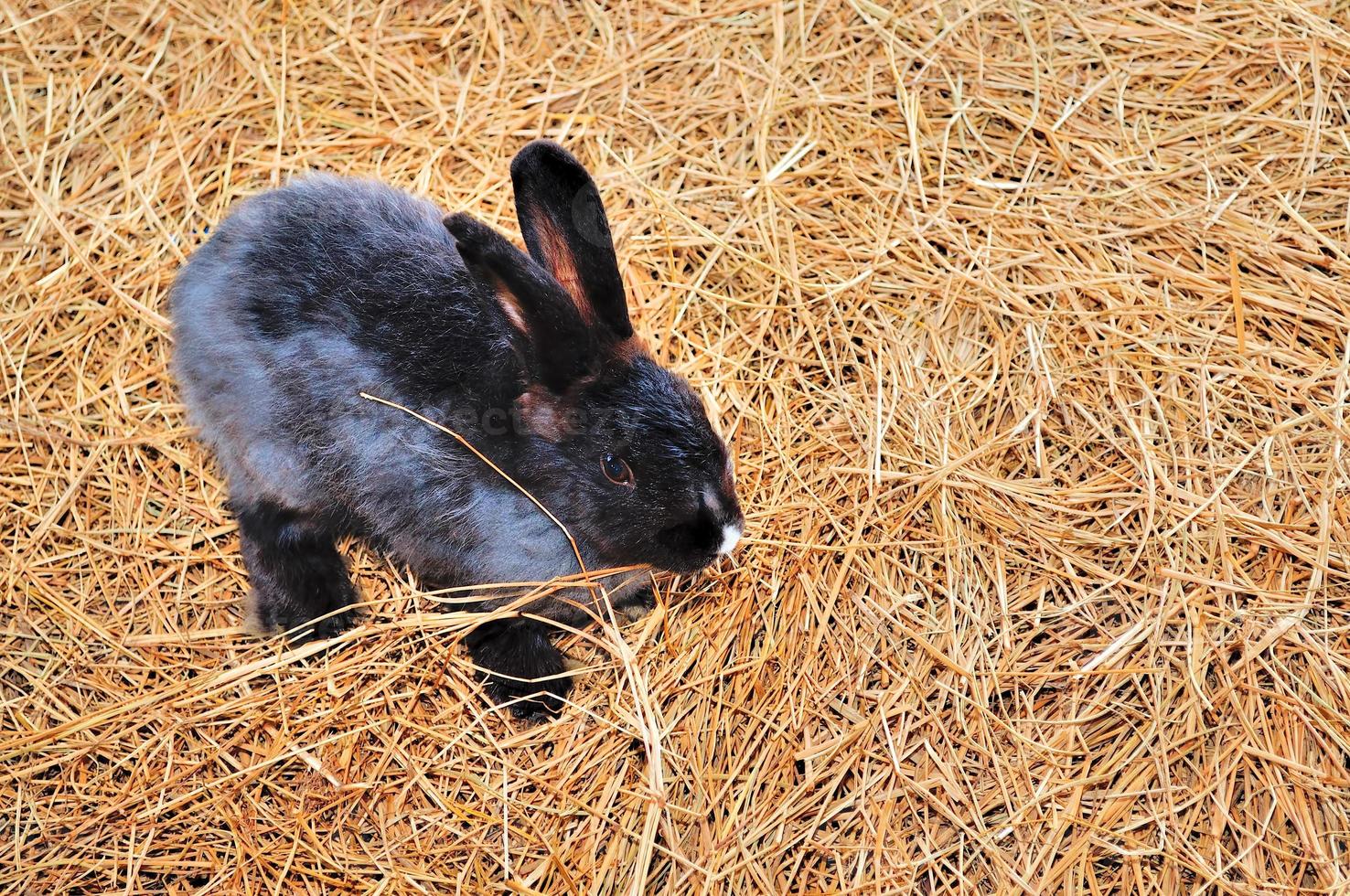 El conejo está sentado en un pajar o en pasto seco. foto