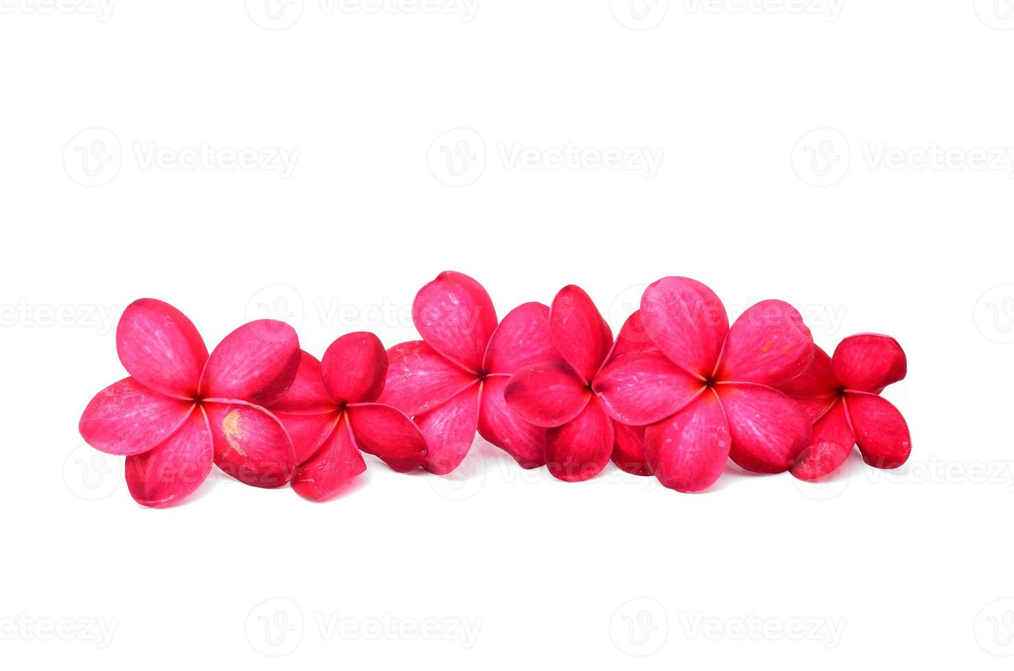 Beautiful Frangipani flowers photo