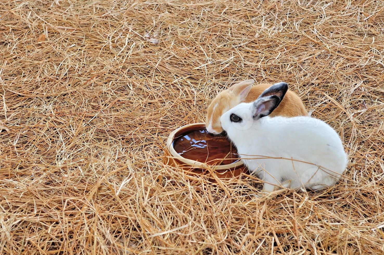 Rabbit is sitting on haystacks or dry grass photo