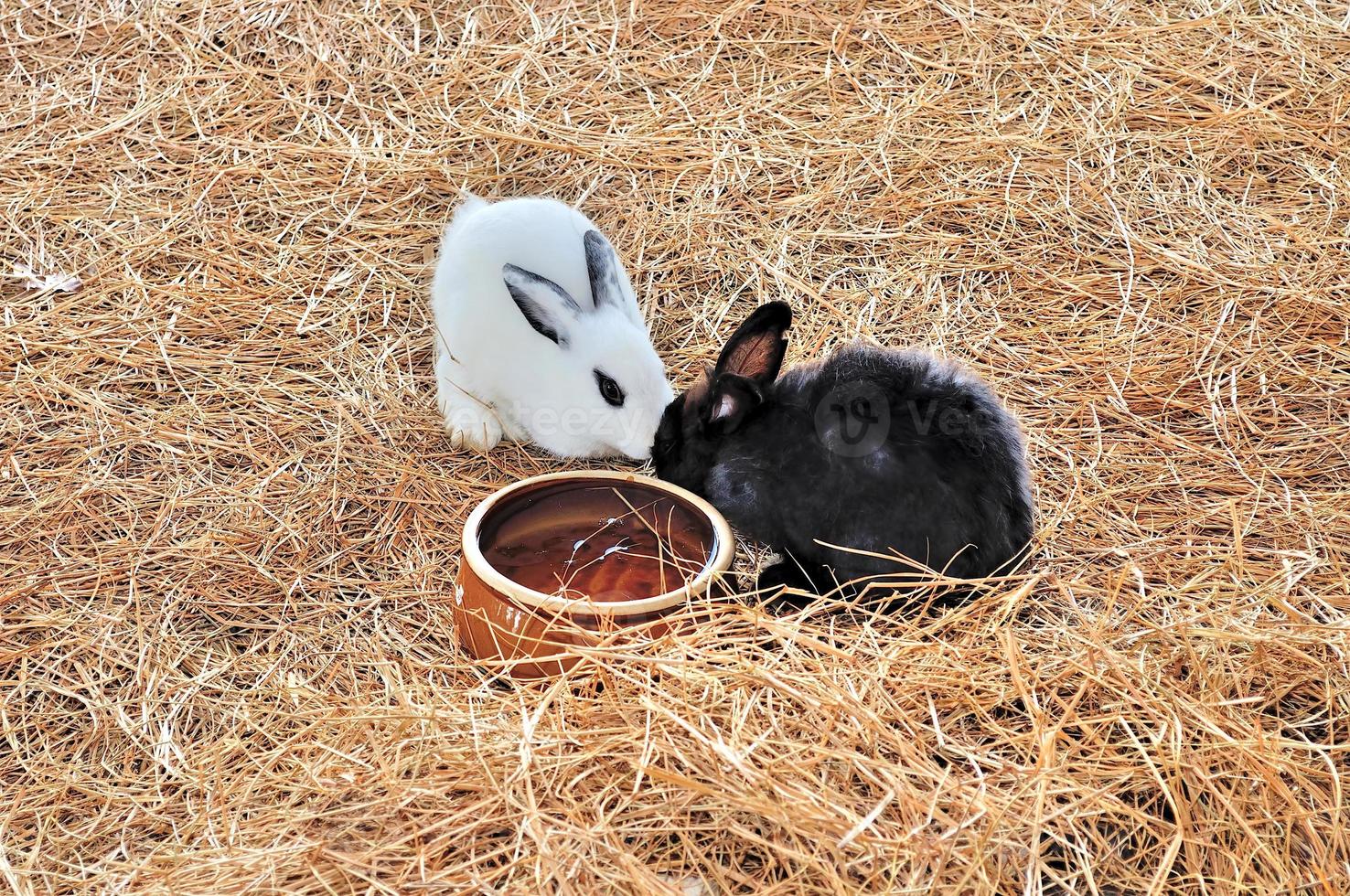 Rabbit is sitting on haystacks or dry grass photo