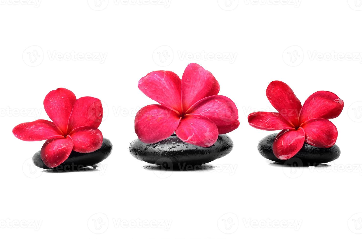 piedras zen con flor de frangipani foto