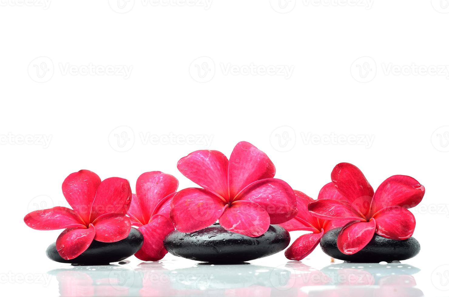 Zen stones with frangipani flower photo