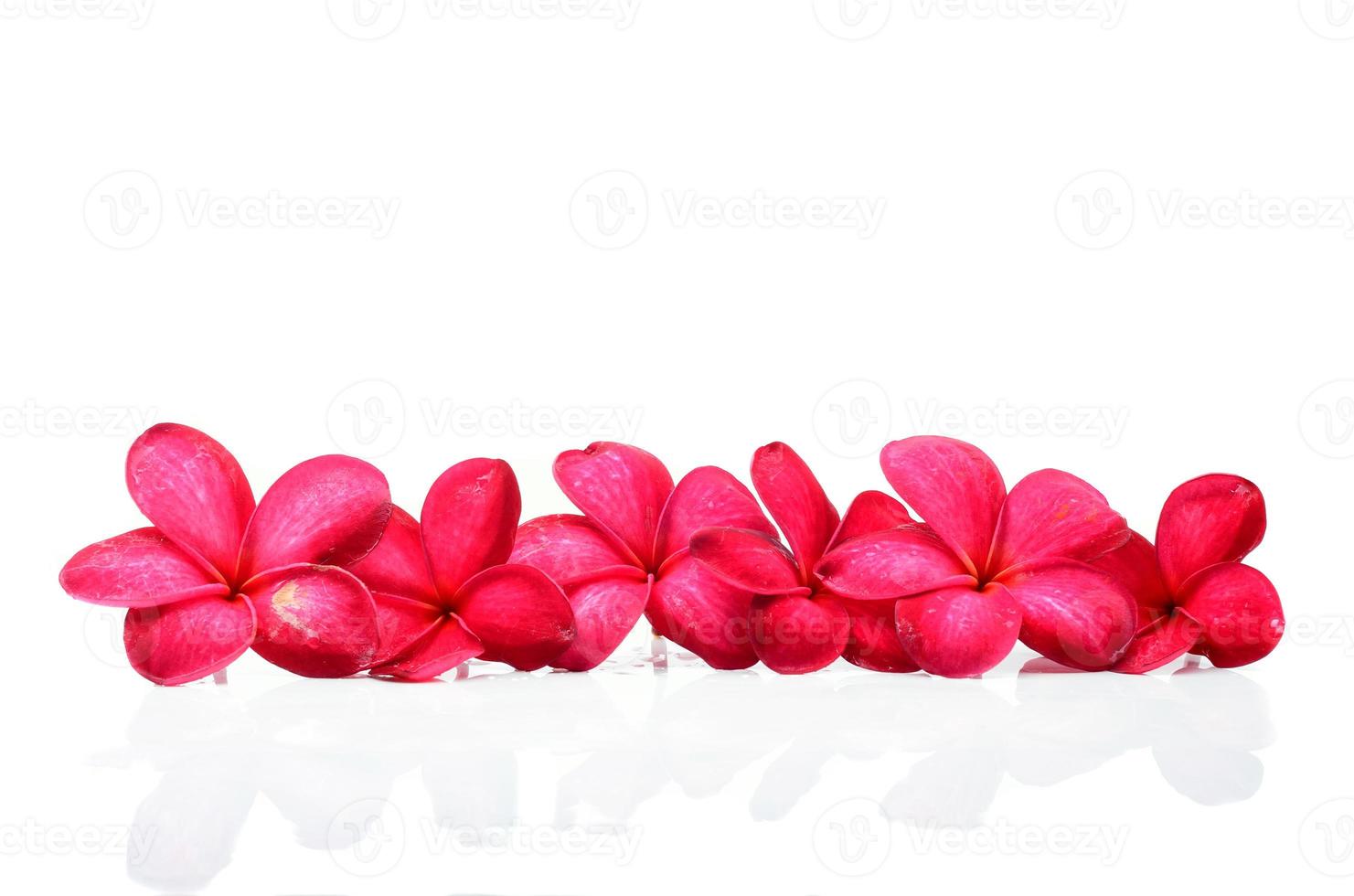 Beautiful Frangipani flowers photo