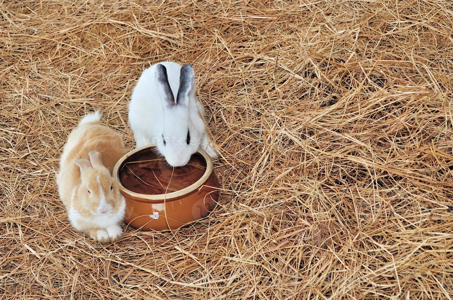 Rabbit is sitting on haystacks or dry grass photo