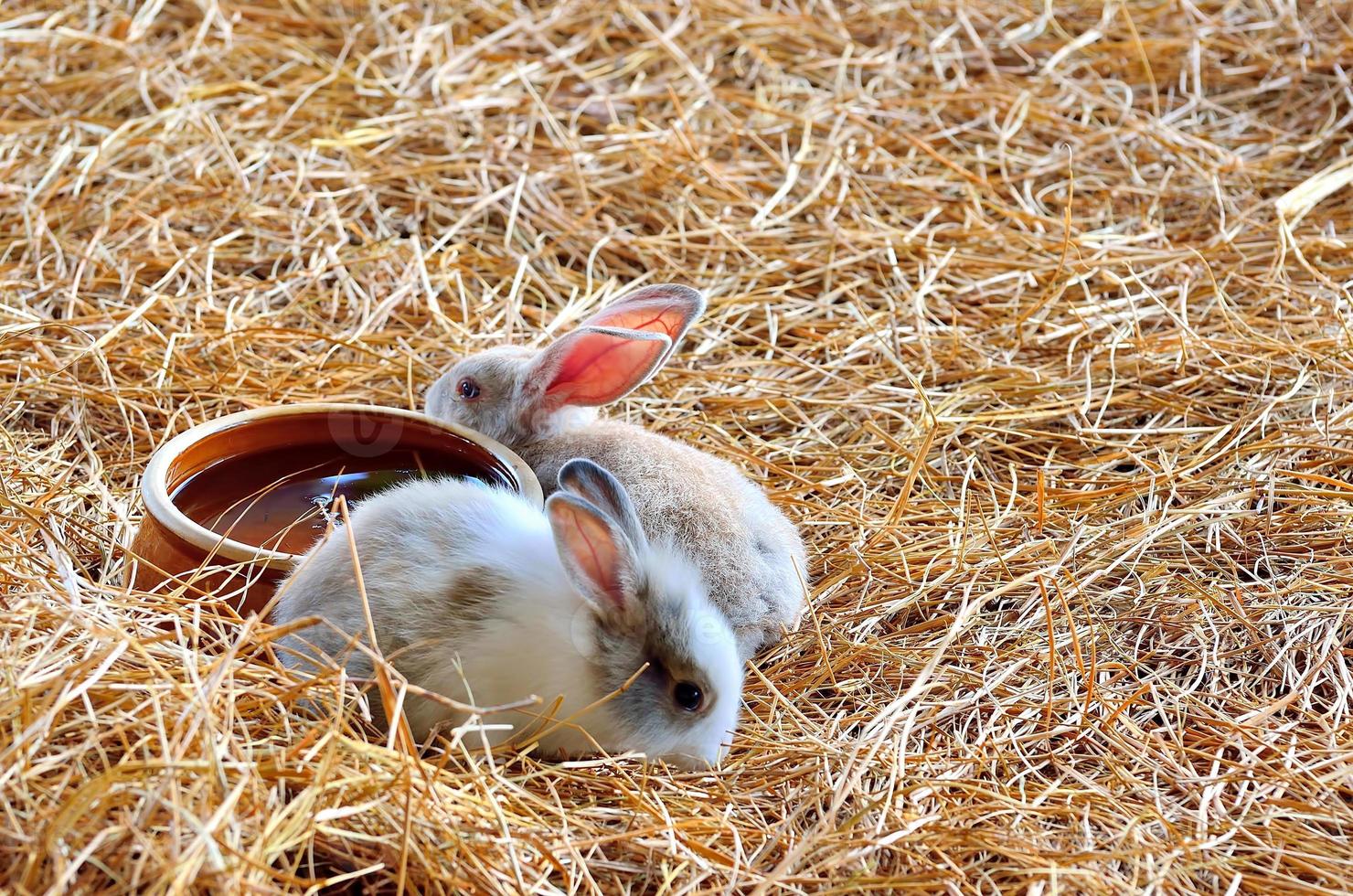 Rabbit is sitting on haystacks or dry grass photo