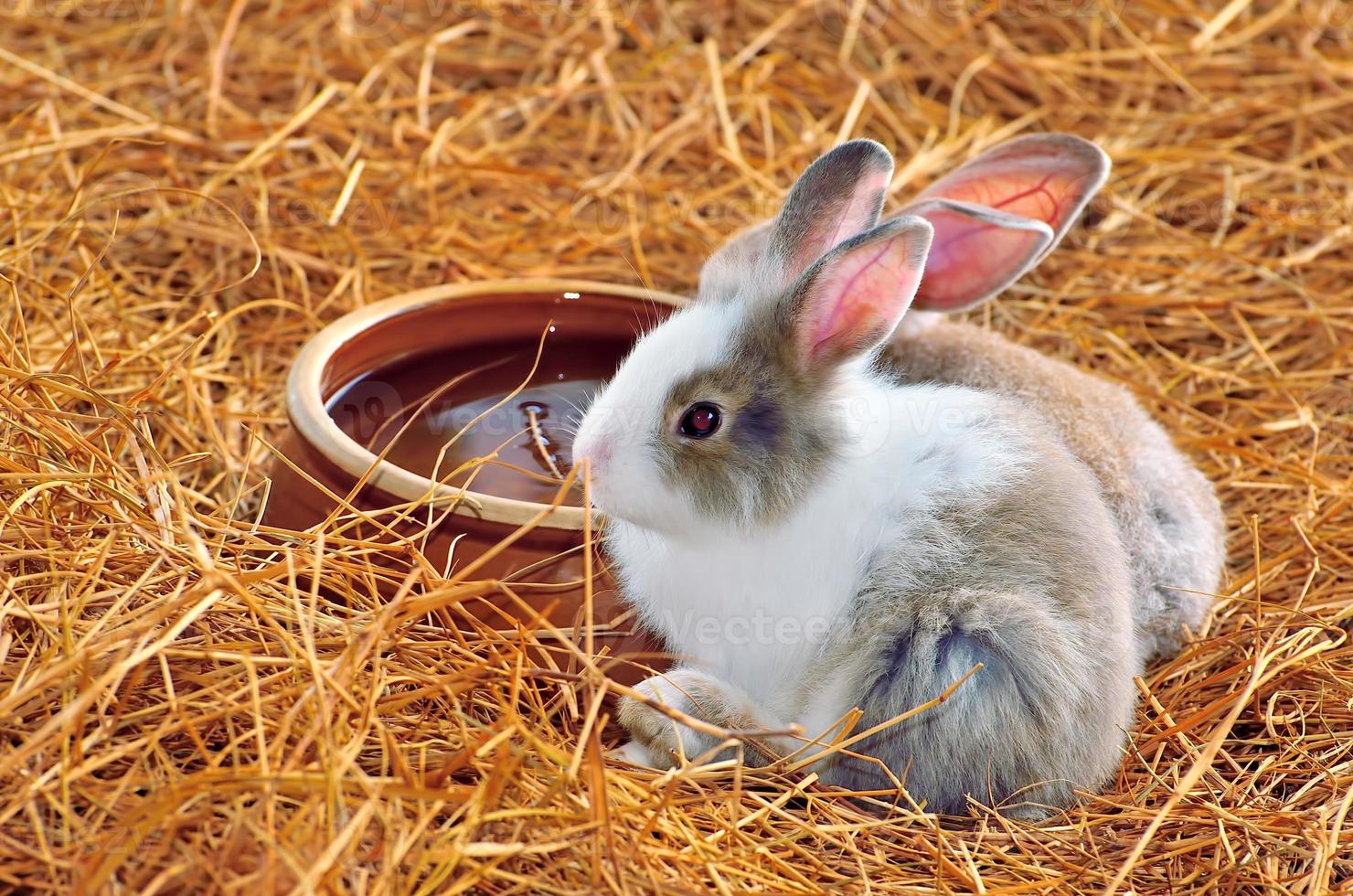 Rabbit is sitting on haystacks or dry grass photo