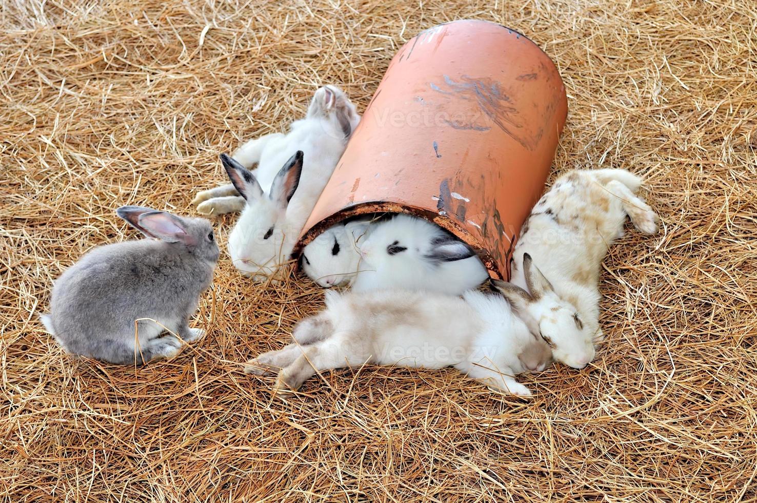 Rabbit is sitting on haystacks or dry grass photo