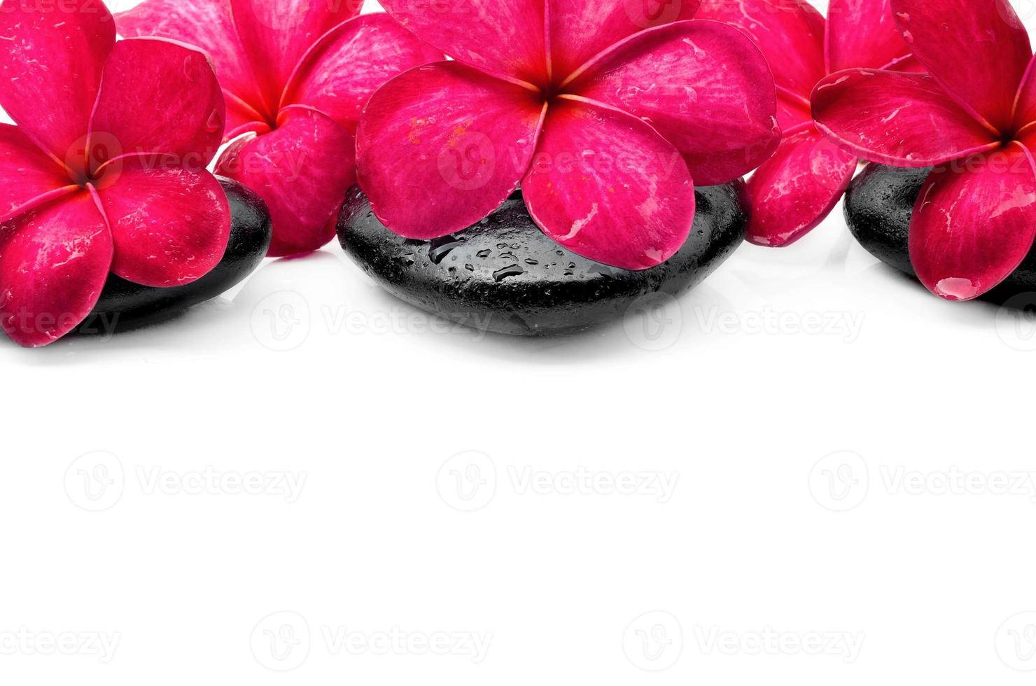 Beautiful Frangipani flowers with zen stone photo