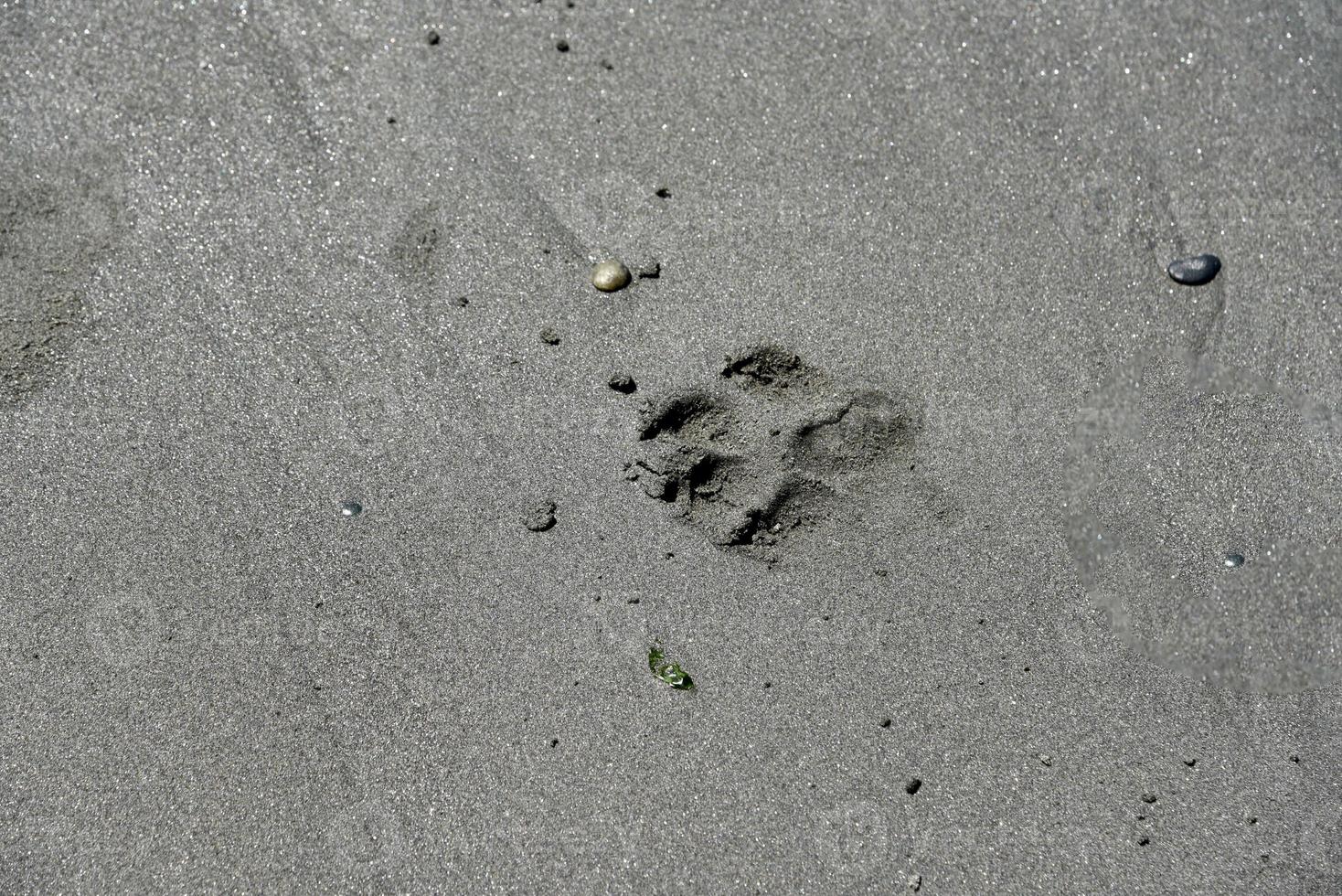 Paw Print in the Sand photo