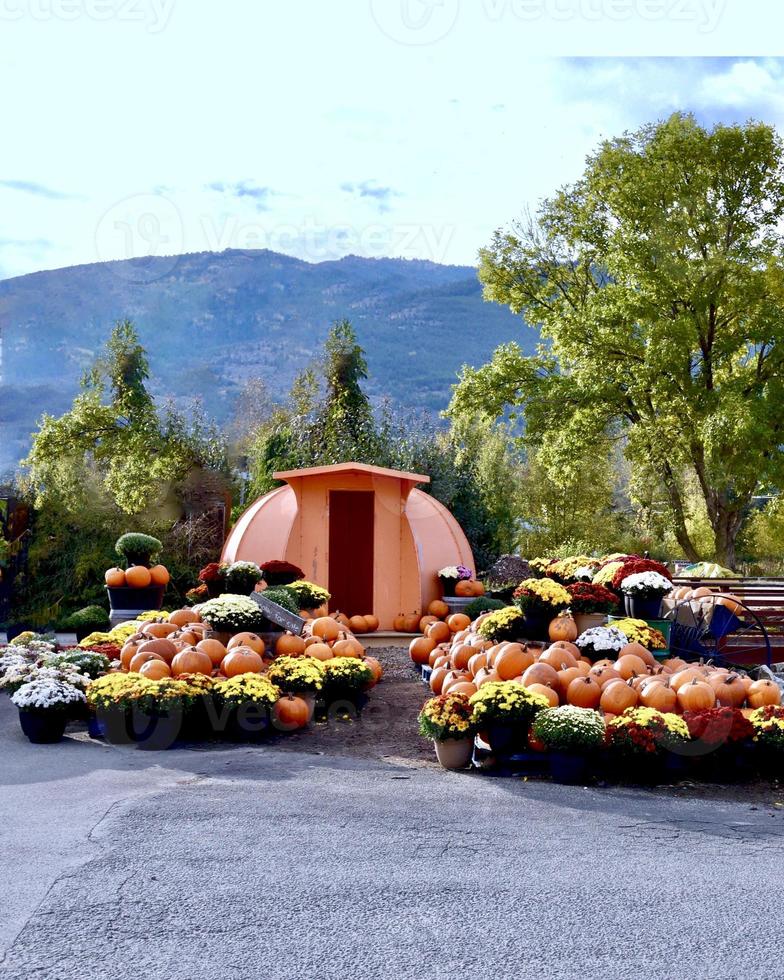 Thanksgiving Pumpkins and Gourds photo